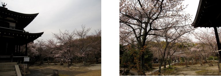 京都観桜編(5):大石神社(11.4)_c0051620_942534.jpg