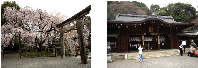 京都観桜編(5):大石神社(11.4)_c0051620_943016.jpg
