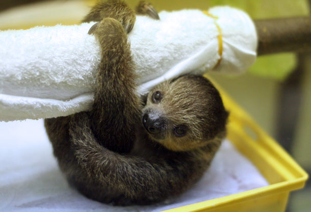 赤ちゃんは怠けモノ 動物園放浪記