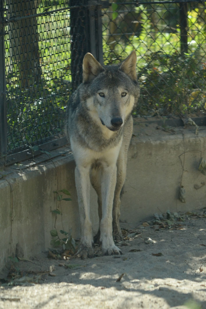 大森山動物園レポ1　シンリンオオカミのシン_b0245634_17143586.jpg