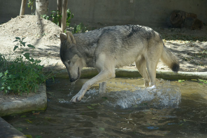 大森山動物園レポ1　シンリンオオカミのシン_b0245634_17182293.jpg