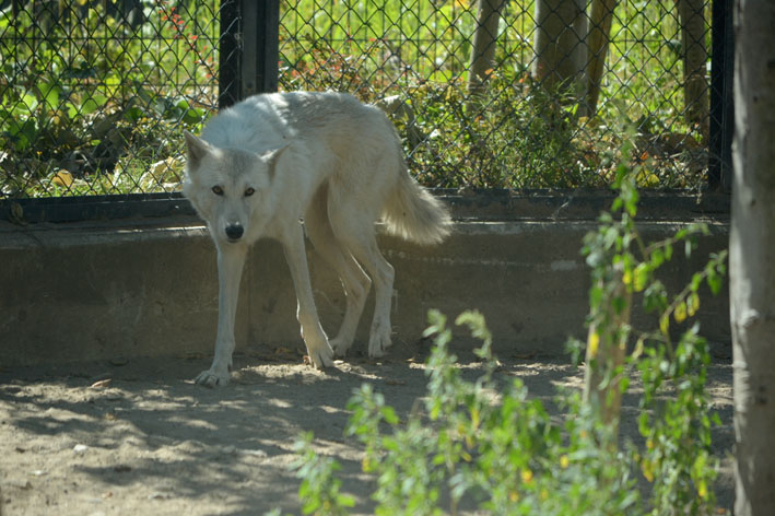 大森山動物園レポ2 シンリンオオカミのジュディー_b0245634_20373781.jpg