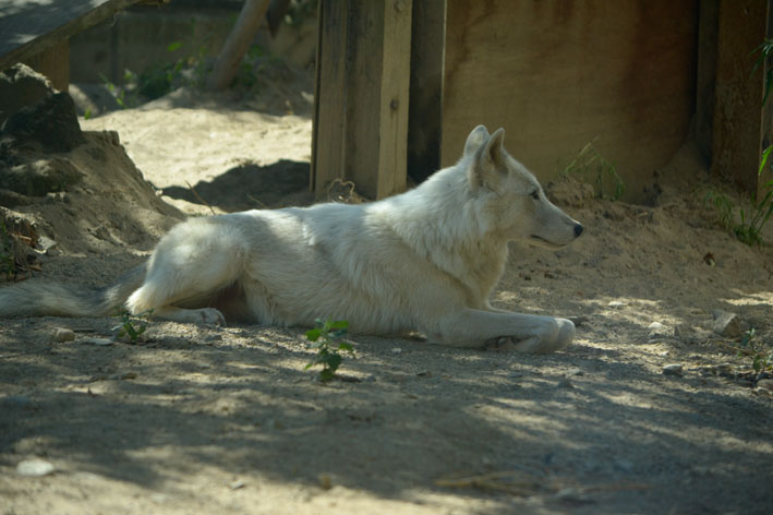 大森山動物園レポ2 シンリンオオカミのジュディー_b0245634_20455689.jpg