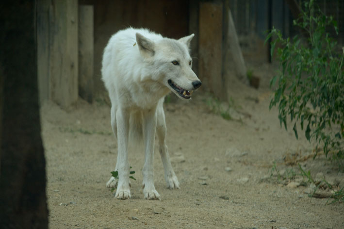 大森山動物園レポ2 シンリンオオカミのジュディー_b0245634_20515999.jpg