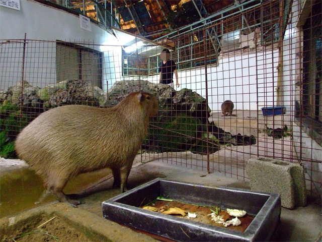 まりも『地獄』のトレーニング!_a0179837_13292777.jpg