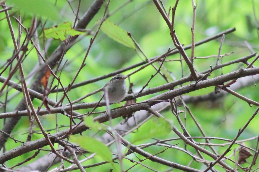 秋の渡り・公園2012_c0075539_17242949.jpg