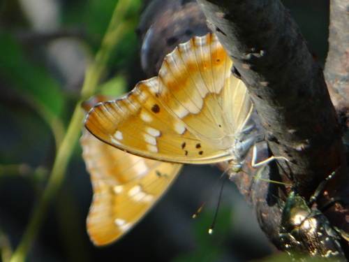 コムラサキ 20120909 矢作川_d0254540_18415444.jpg