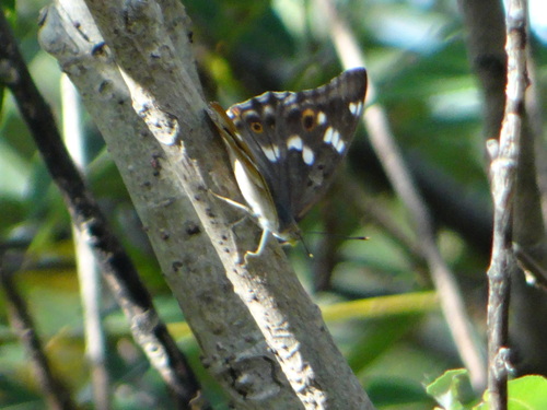 コムラサキ 20120909 矢作川_d0254540_18454957.jpg