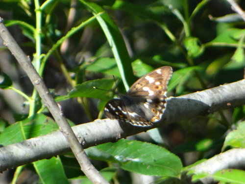 コムラサキ 20120909 矢作川_d0254540_18472324.jpg