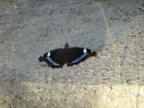 コムラサキ 20120909 矢作川_d0254540_1853317.jpg