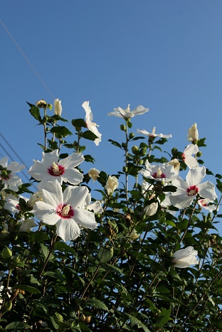 a0054647_835767.jpg