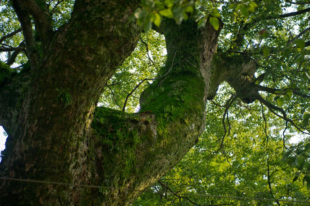 現人神社　福岡県筑紫郡那珂川町_b0023047_3471741.jpg