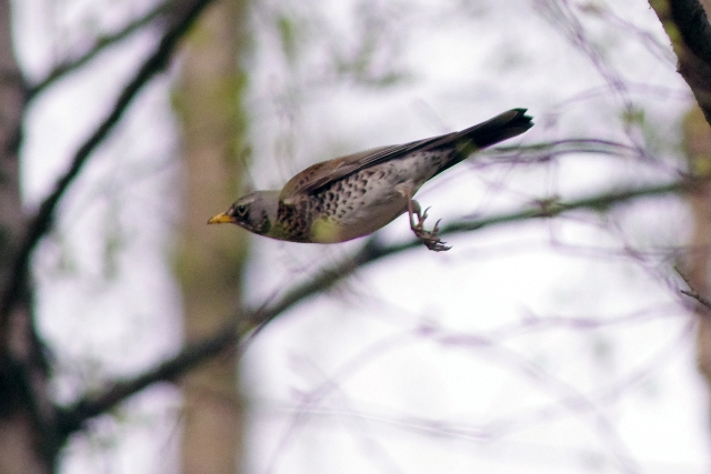 フィンランド ノルウェーの鳥たち 3 還暦からのネイチャーフォト フィンランド ノルウェーの鳥たち 3 還暦からのネイチャーフォト