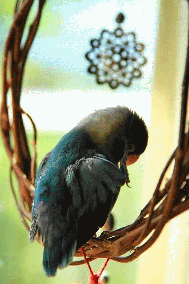c0145250_1145847.gif