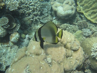 ダイビング（TUSA DIVE）_e0138350_941590.jpg