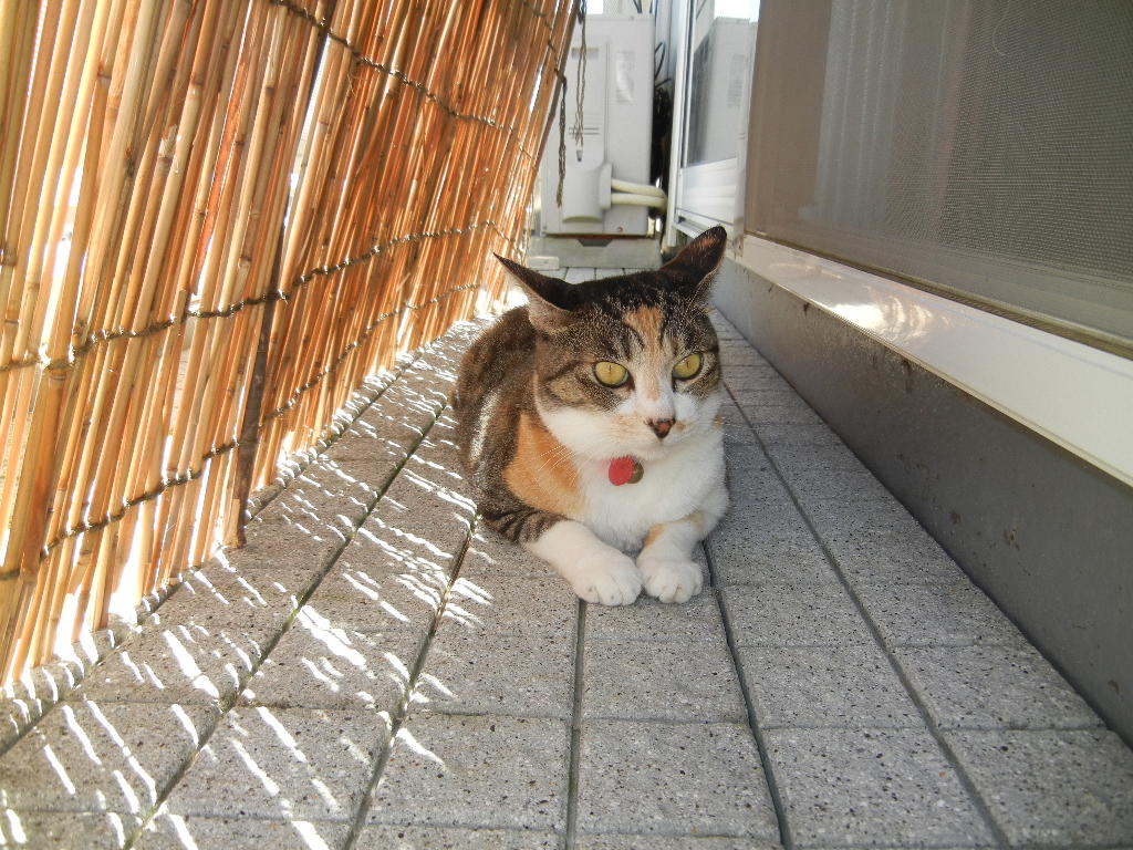’12,9,9(日)秋の興津海岸!_f0060461_11422144.jpg