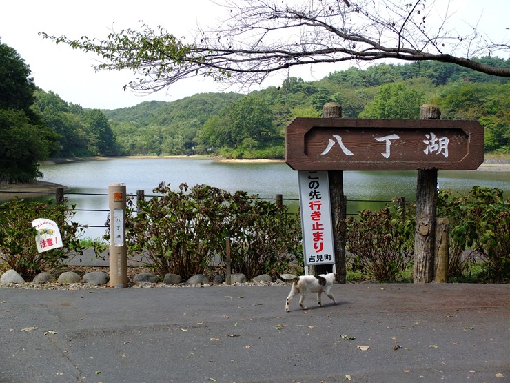 八丁湖のネコ Photograph