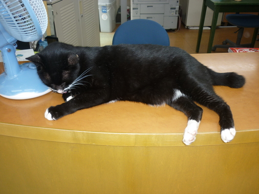 クロちゃん♪_b0268364_15114441.jpg