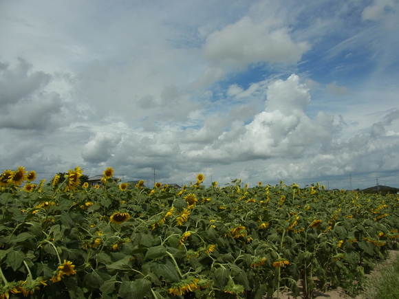 b0194267_21212590.jpg