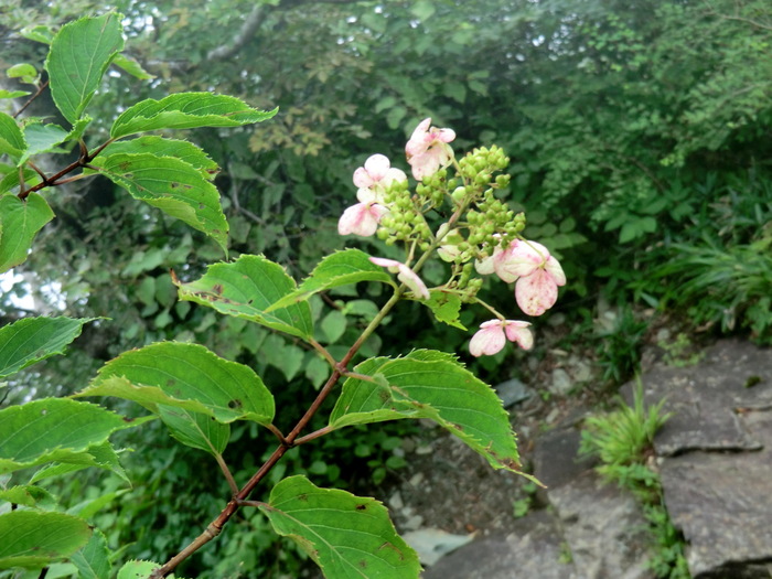 b0185573_1554587.jpg