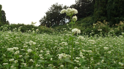 はさがけとそばの花。_d0182179_19434389.jpg