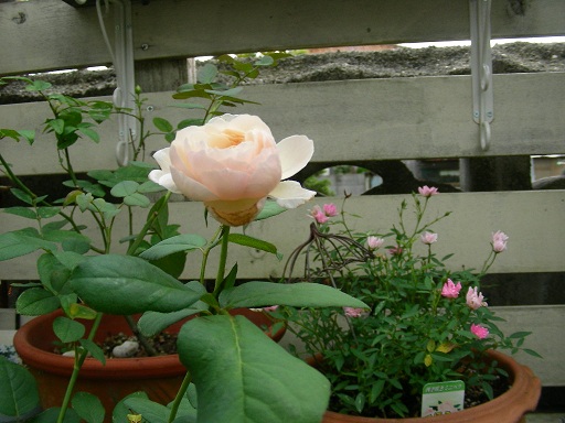 b0096584_13302372.jpg