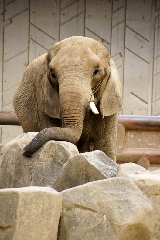 広島市安佐動物公園（1/2）_f0189086_21112894.jpg