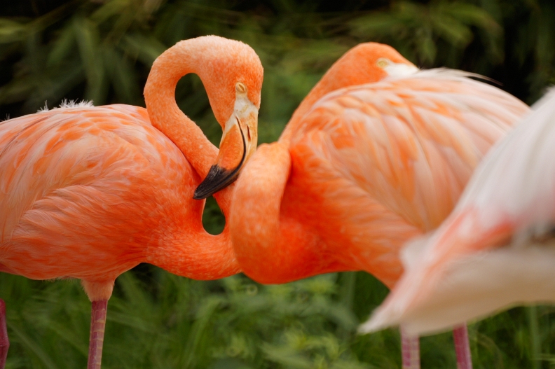 広島市安佐動物公園（1/2）_f0189086_213222.jpg