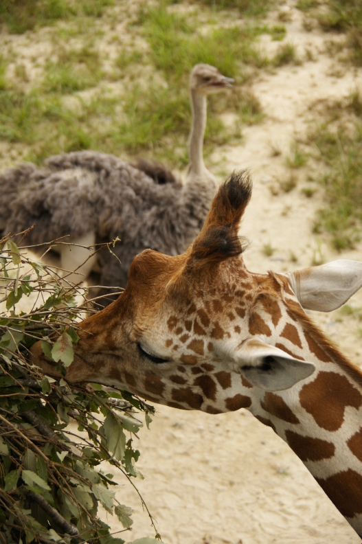 広島市安佐動物公園（1/2）_f0189086_214458.jpg