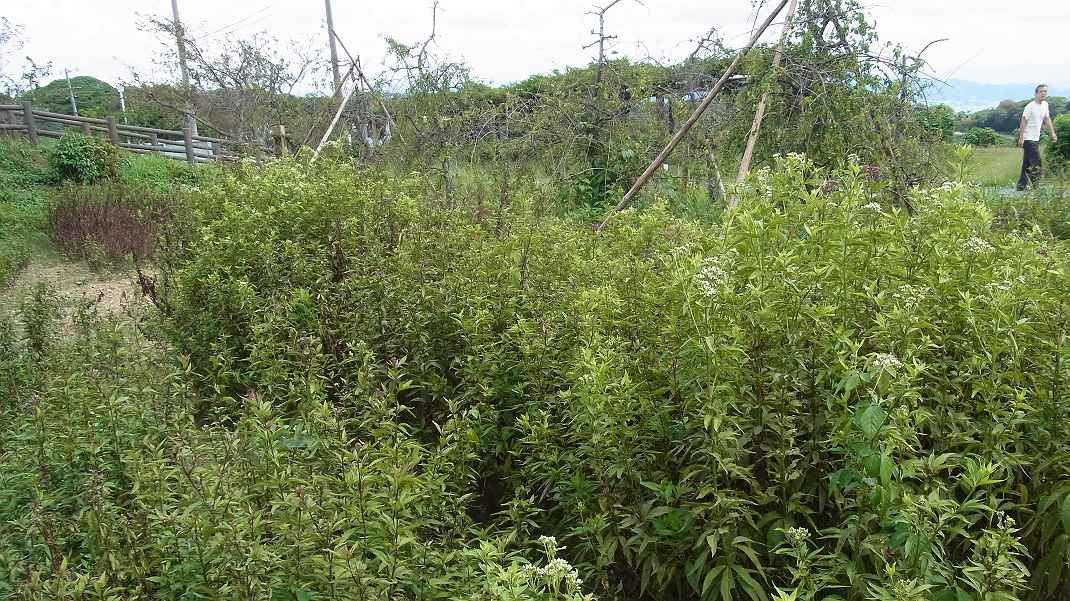 a0152692_18545036.jpg