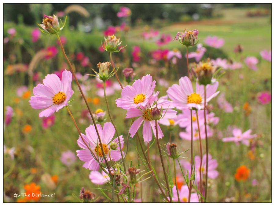 「SIGMA 30mm F2.8 EX DN」ファーストインプレ_e0025695_2341148.jpg