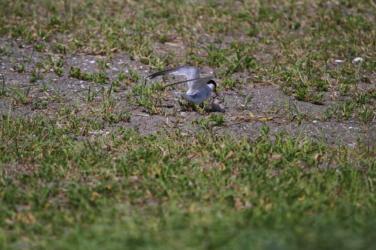 【公園・干潟へ遠征（９）】_e0167295_10135982.jpg