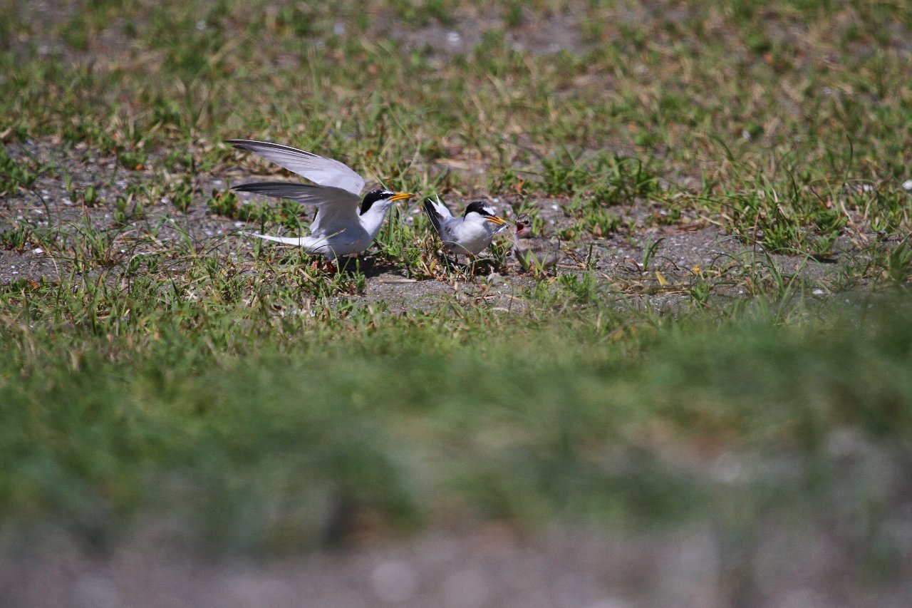 【公園・干潟へ遠征（９）】_e0167295_10141370.jpg