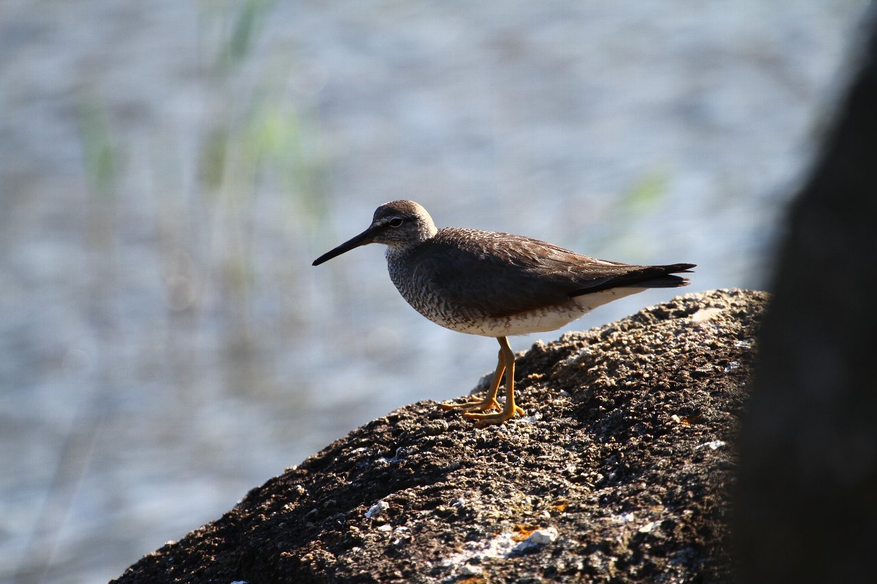 【公園・干潟へ遠征（６）】_e0167295_9232048.jpg