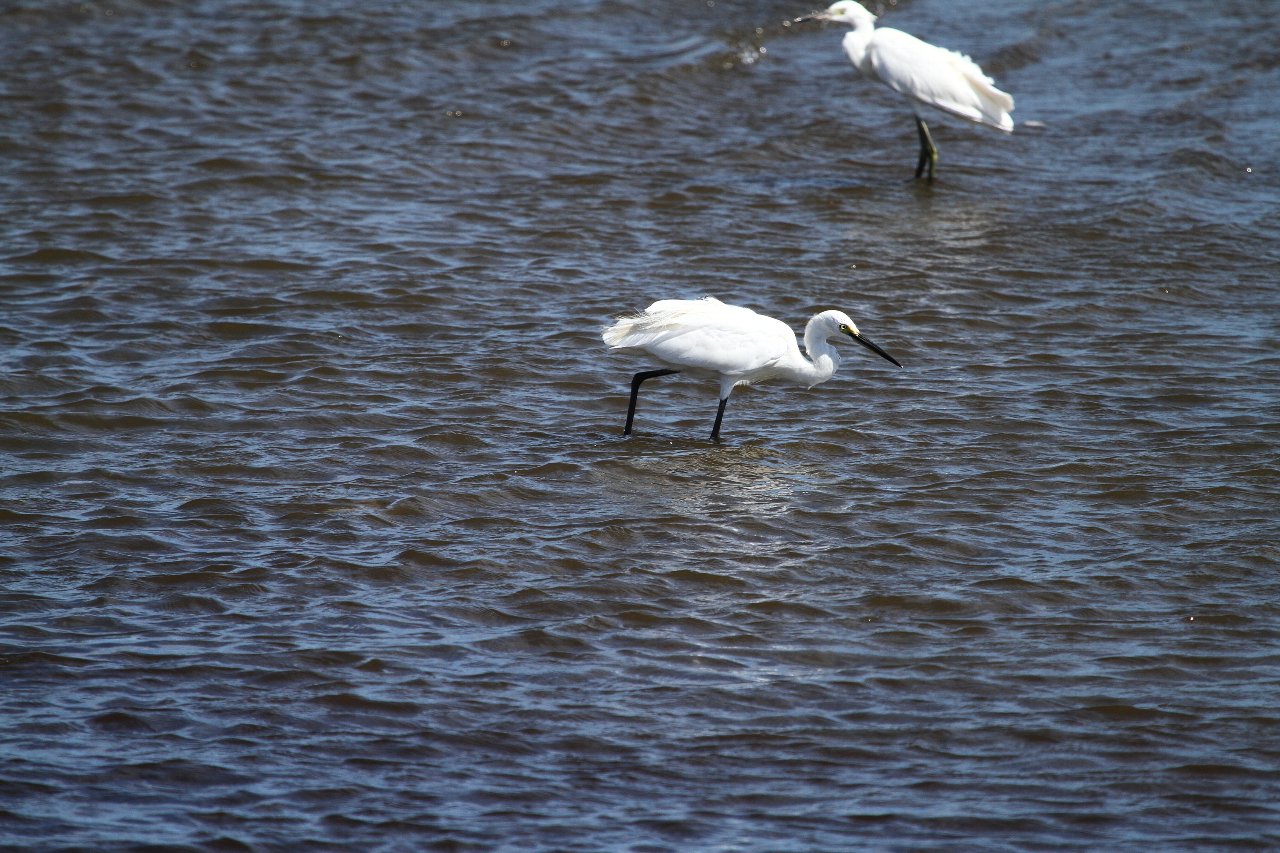 【公園・干潟へ遠征（６）】_e0167295_9233059.jpg