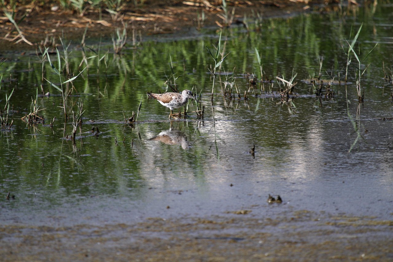 【公園・干潟へ遠征（６）】_e0167295_923897.jpg