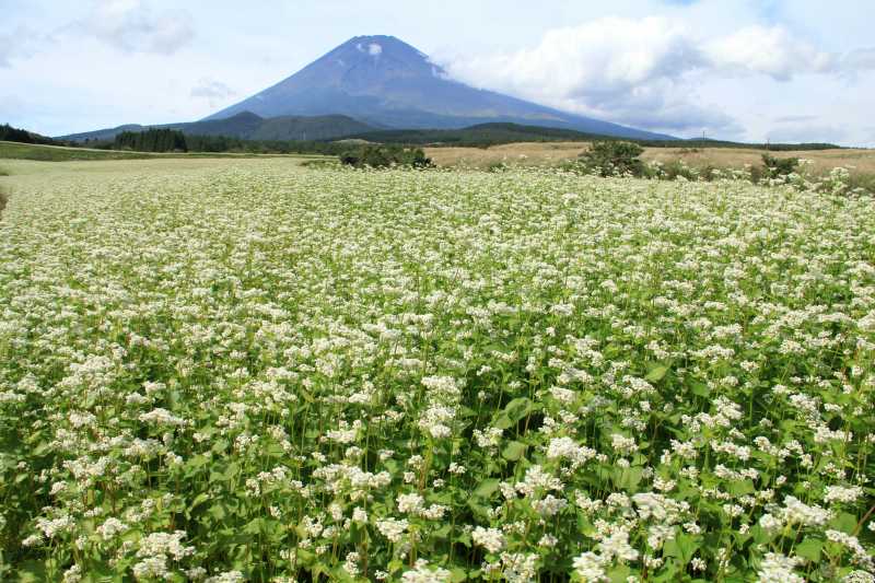 草原の蕎麦畑_a0188405_112401.jpg