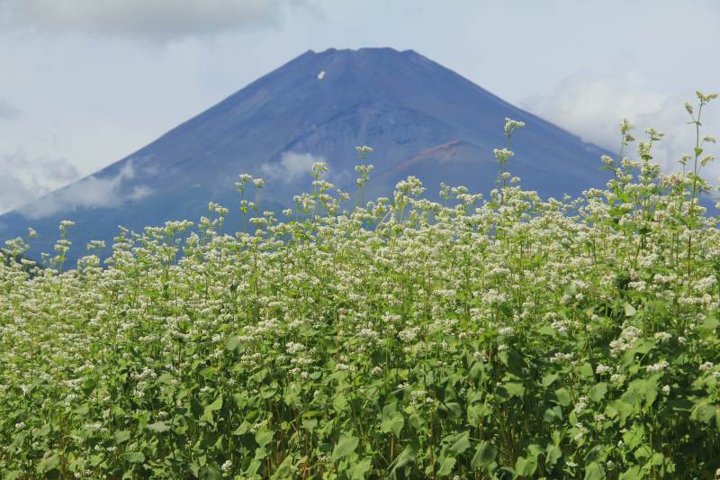 草原の蕎麦畑_a0188405_1142572.jpg