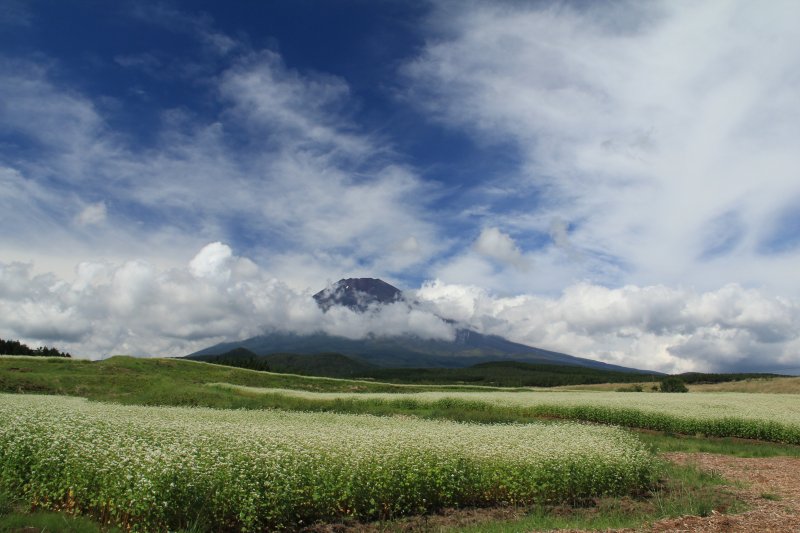 草原の蕎麦畑_a0188405_114575.jpg