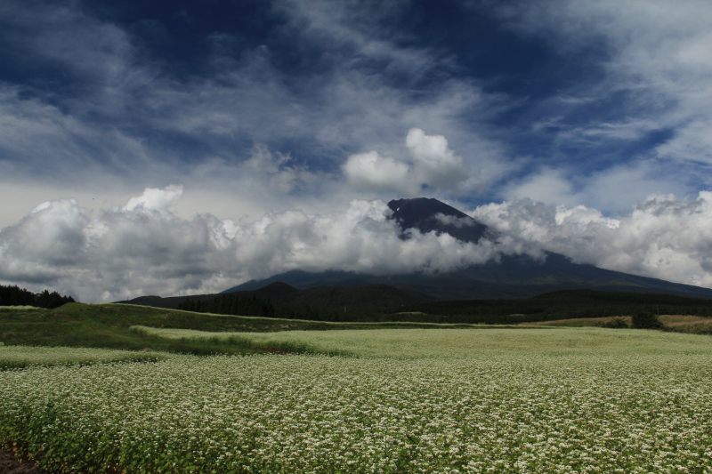 草原の蕎麦畑_a0188405_1181444.jpg