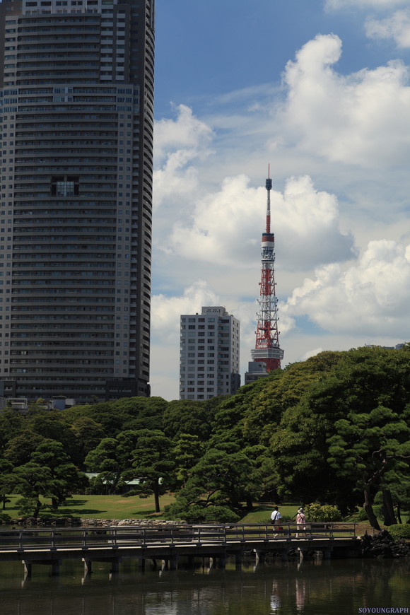 浜離宮恩賜公園のCOSMOS．_e0262305_22414991.jpg