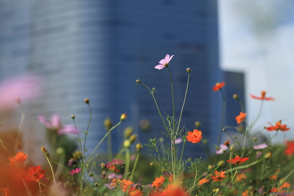 浜離宮恩賜公園のCOSMOS．_e0262305_22555133.jpg