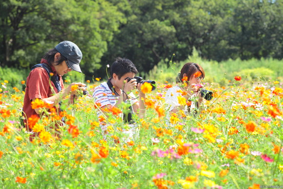 浜離宮恩賜公園のCOSMOS．_e0262305_22574426.jpg