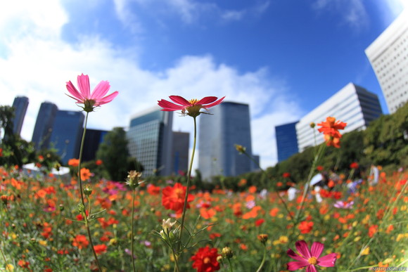 浜離宮恩賜公園のCOSMOS．_e0262305_22585490.jpg