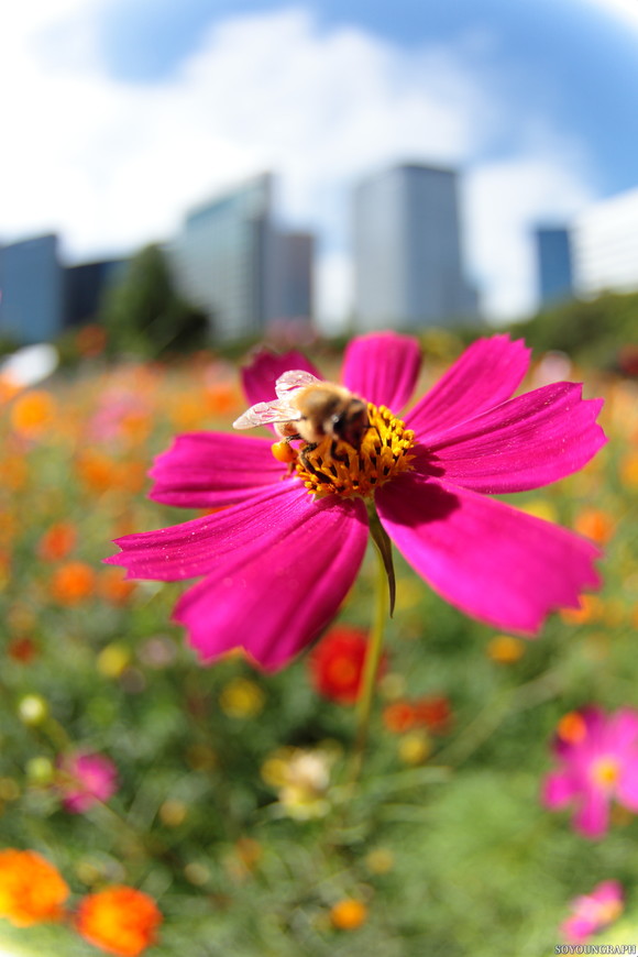 浜離宮恩賜公園のCOSMOS．_e0262305_230920.jpg