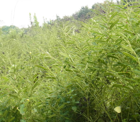 栃木　　　　　　　　　    　ツマグロキチョウ他2012/09/08②_d0251807_19314336.jpg