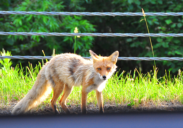 北海道犬連れ旅行記2012　2日目～富良野へ_d0079912_224049.jpg