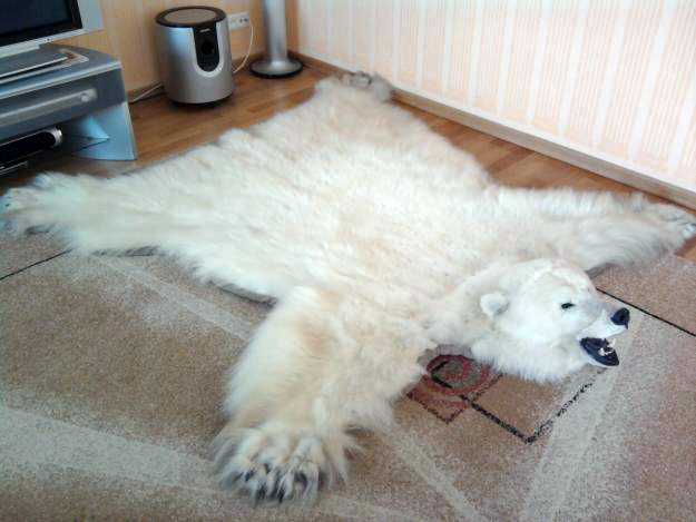 ロシアにおけるホッキョクグマの密猟について Polarbearology Conjectaneum
