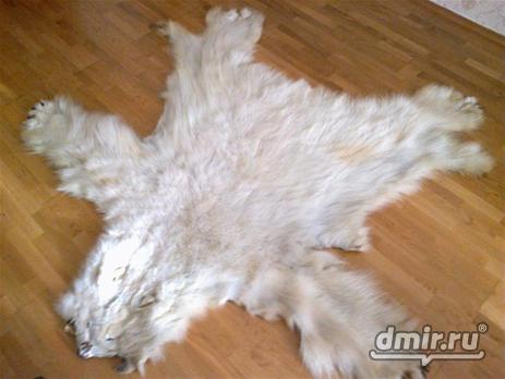 ロシアにおけるホッキョクグマの密猟について Polarbearology Conjectaneum ロシアにおけるホッキョクグマの密猟について Polarbearology Conjectaneum