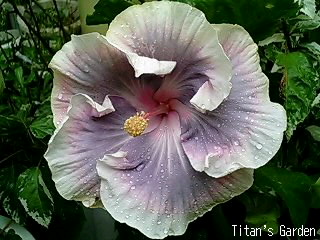 Hibiscus × rosa-sinensis 'Tahitian Princess' : Titan's